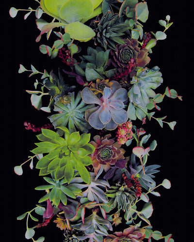 Succulents 12X15