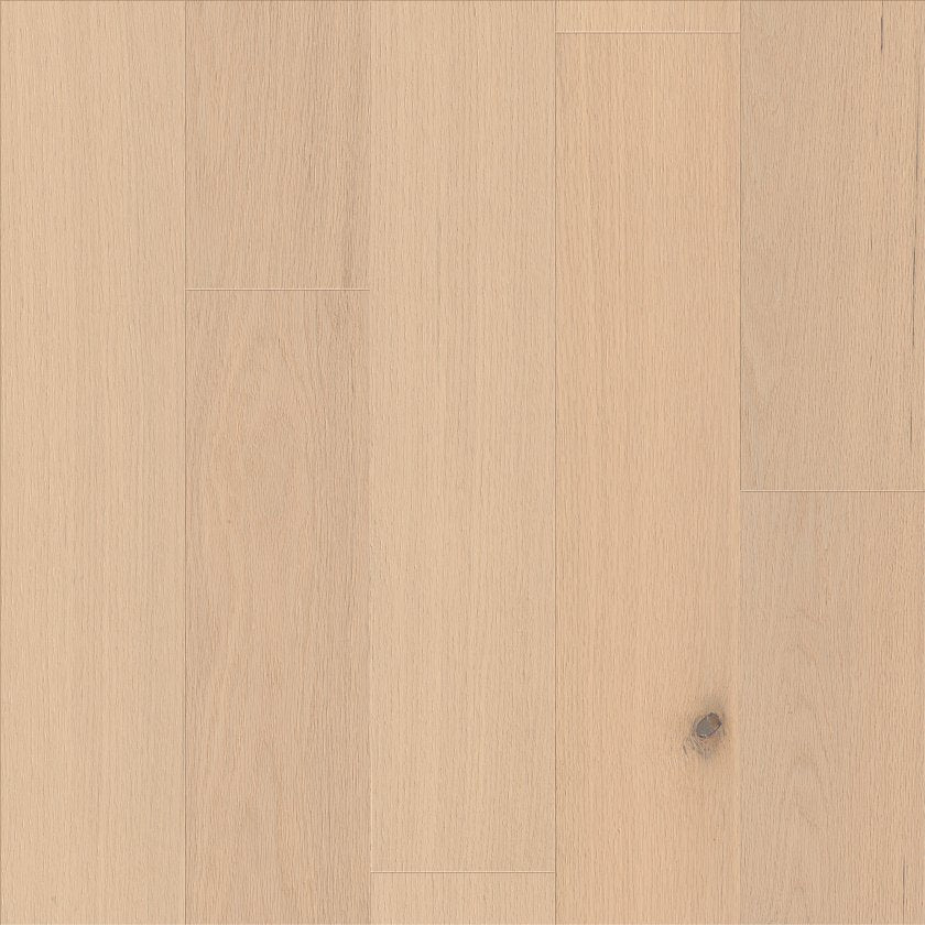 SANCTUARY OAK
