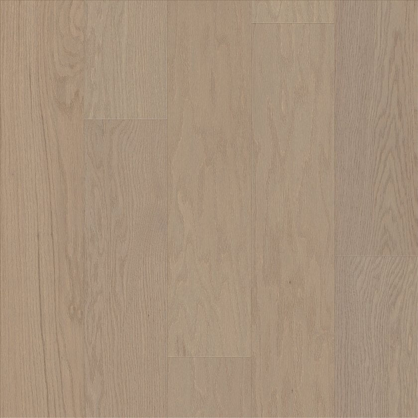 SANCTUARY OAK