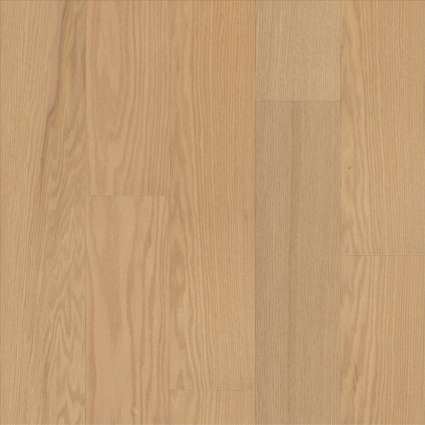 SANCTUARY OAK