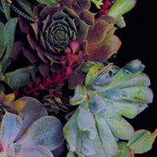 Succulents 12X15